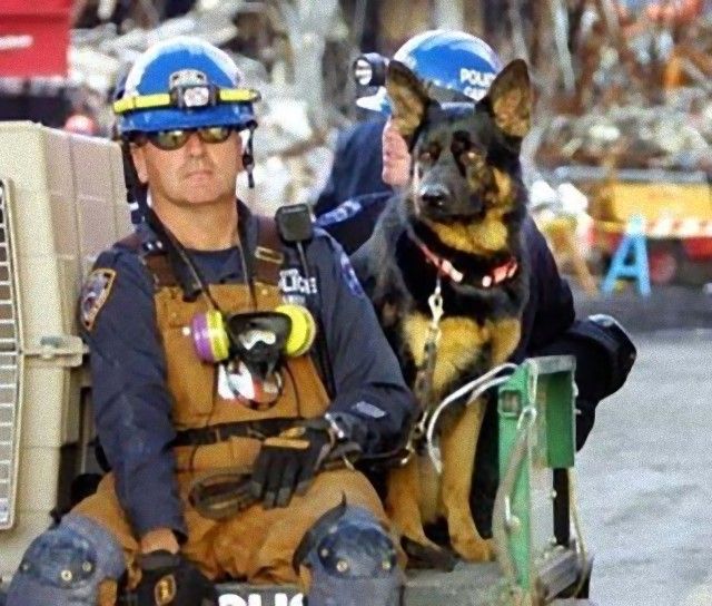 911dogs5_e