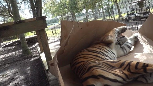 tigervsbox6_e