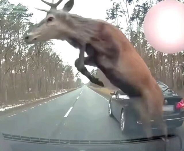 deercolliding2_640