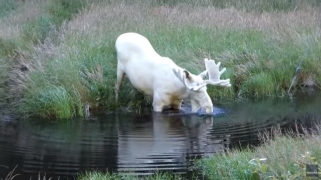 whitemoose1_e