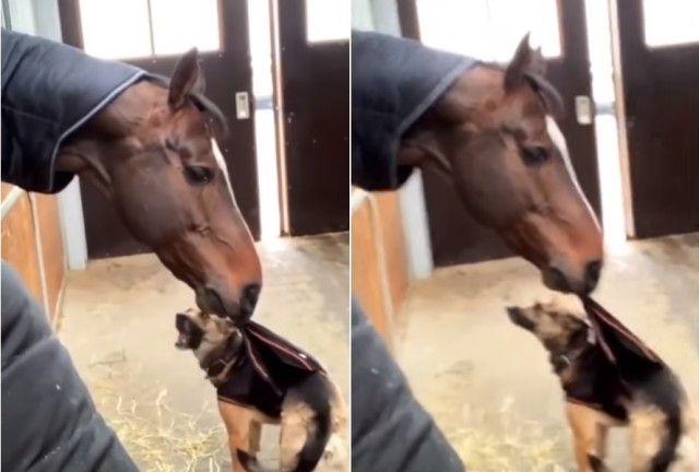 bestpetfeb7_e