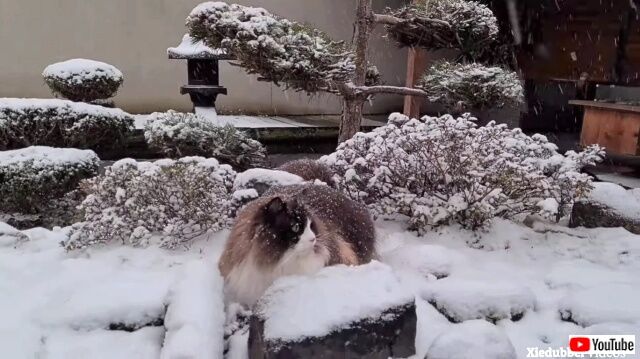 ragdollsnsnow6_640