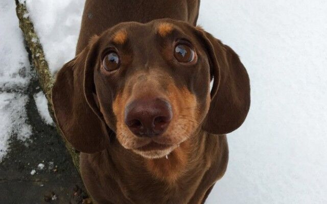 犬、喜び過ぎた。飼い主が自宅待機、うれしすぎて尻尾降りすぎて負傷したらしい犬が発見された