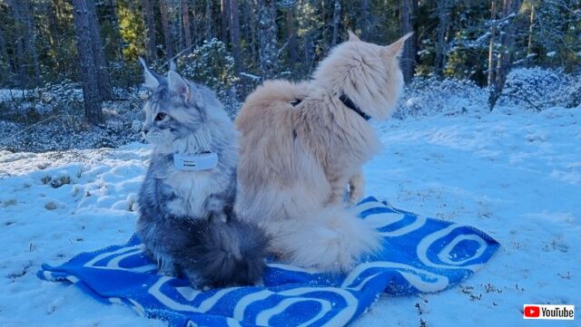 20230207_024547 (3)_batch