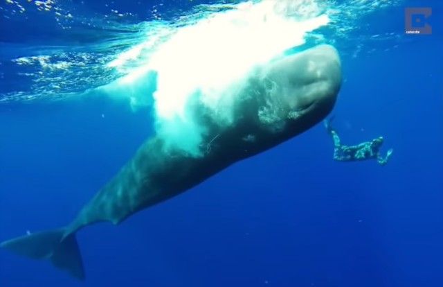 whalespins1_e