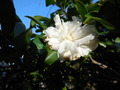 DSCN2944