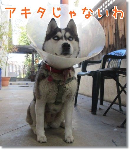 これトリビアになるかな ハスキー編 気ままにシルバーレイク これトリビアになるかな ハスキー編 気ままにシルバーレイク