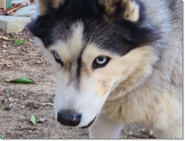 懲りないナナ ハスキー気温教えてください 気ままにシルバーレイク 懲りないナナ ハスキー気温教えてください 気ままにシルバーレイク