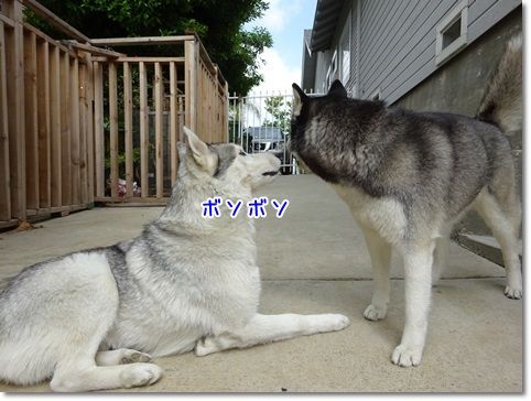 中1英語をバカにしてはいけないっ 実践で使えるこの一言 気ままにシルバーレイク 中1英語をバカにしてはいけないっ 実践で使えるこの一言 気ままにシルバーレイク