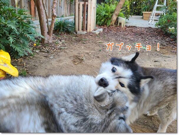 懲りないナナ ハスキー気温教えてください 気ままにシルバーレイク 懲りないナナ ハスキー気温教えてください 気ままにシルバーレイク