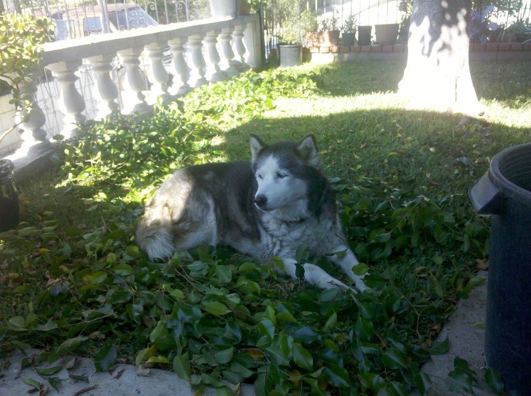 はじめまして 気ままにシルバーレイク