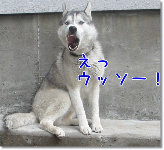 これトリビアになるかな ハスキー編 気ままにシルバーレイク これトリビアになるかな ハスキー編 気ままにシルバーレイク