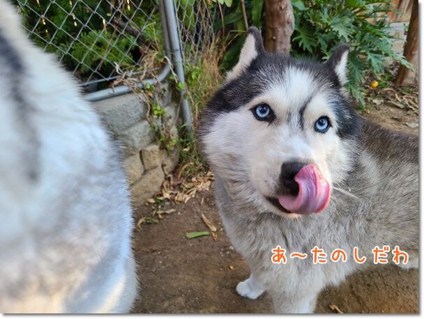 懲りないナナ ハスキー気温教えてください 気ままにシルバーレイク 懲りないナナ ハスキー気温教えてください 気ままにシルバーレイク