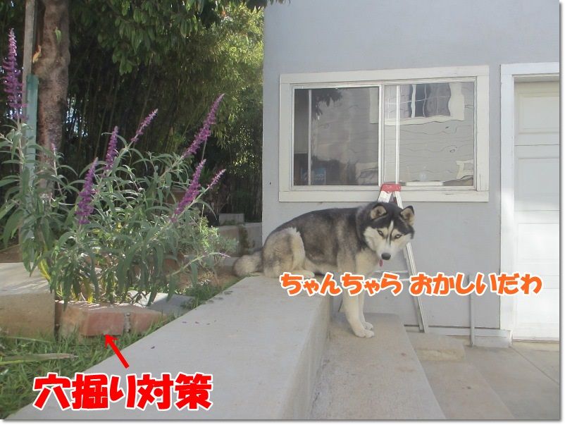 裏庭のハスキー対策 気ままにシルバーレイク