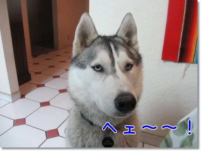 これトリビアになるかな ハスキー編 気ままにシルバーレイク これトリビアになるかな ハスキー編 気ままにシルバーレイク