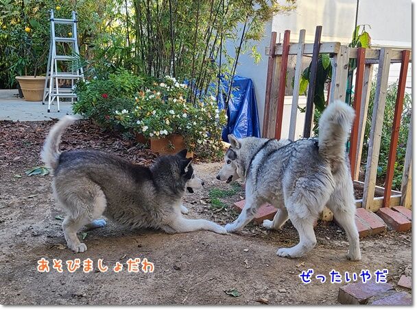 懲りないナナ ハスキー気温教えてください 気ままにシルバーレイク 懲りないナナ ハスキー気温教えてください 気ままにシルバーレイク