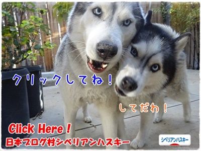 懲りないナナ ハスキー気温教えてください 気ままにシルバーレイク 懲りないナナ ハスキー気温教えてください 気ままにシルバーレイク