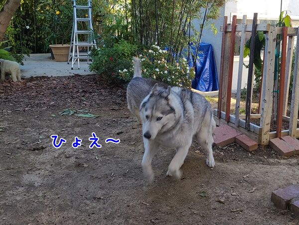 懲りないナナ ハスキー気温教えてください 気ままにシルバーレイク 懲りないナナ ハスキー気温教えてください 気ままにシルバーレイク