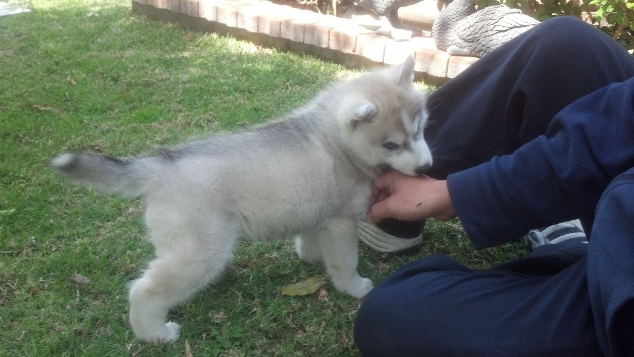 はじめまして 気ままにシルバーレイク