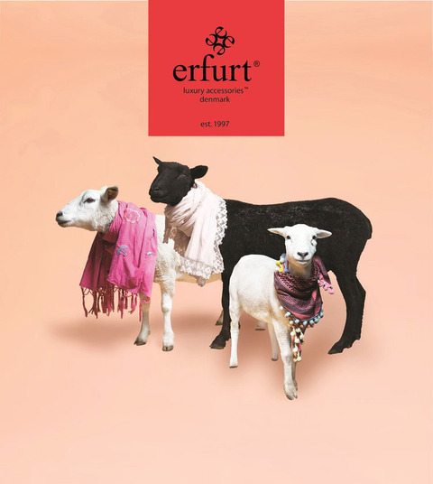 erfurt_faar_kvadrat