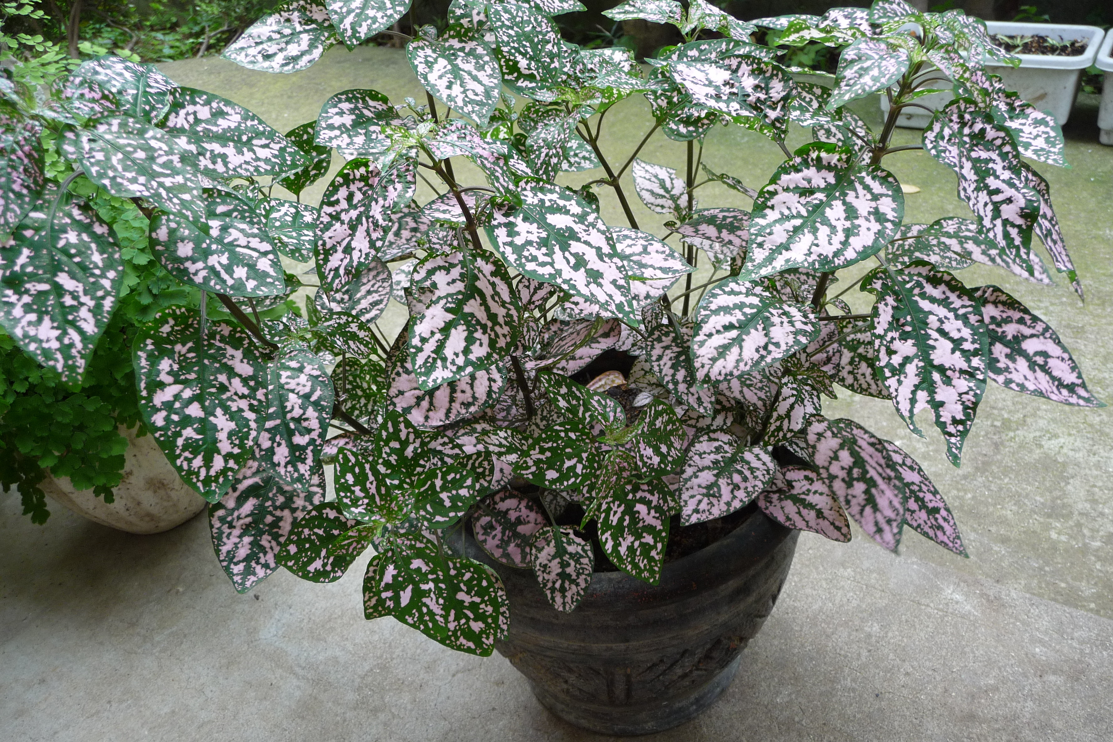 ヒポエステス 晴れ おきらく日記