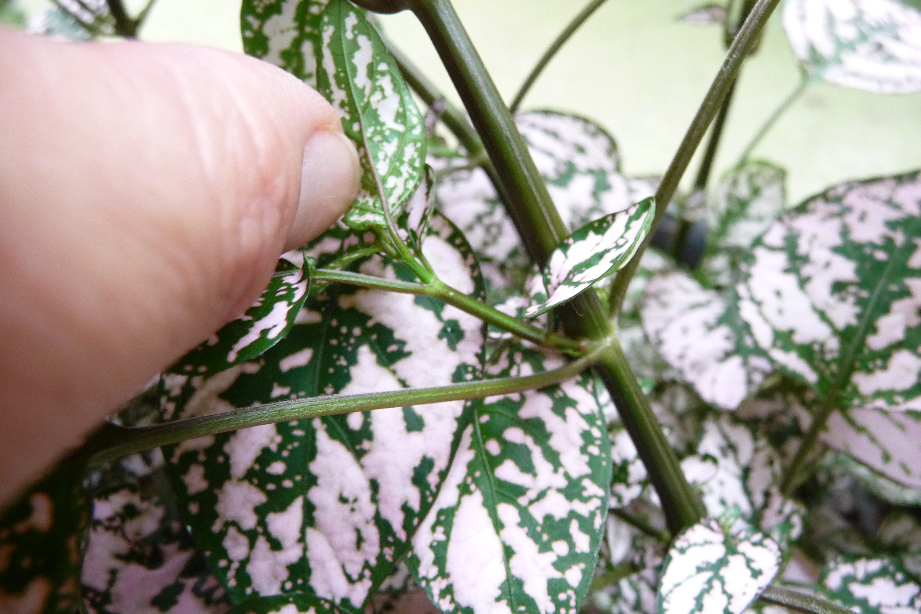 ヒポエステス 晴れ おきらく日記