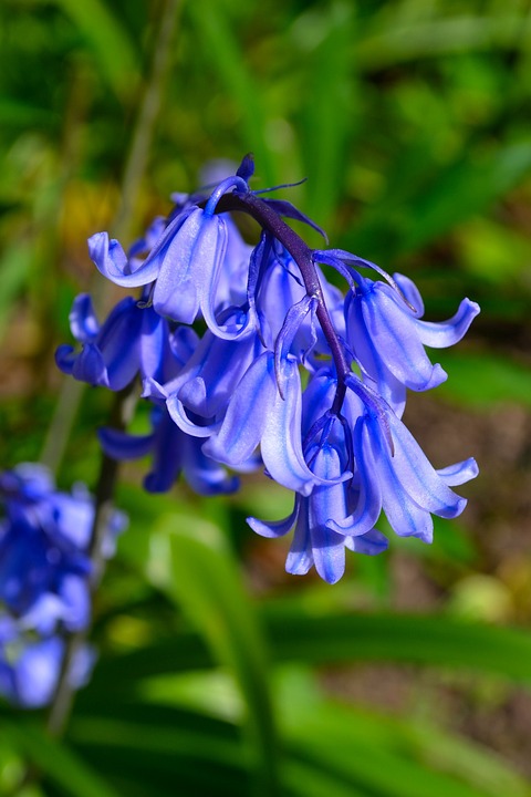 英国の春の花ブルーベル Bluebell を探しに ロンドン 穴場 タダガイド写真編 London Photo Guide Blog Nemi 英国の春の花ブルーベル Bluebell を探しに ロンドン 穴場 タダガイド写真編 London Photo Guide Blog Nemi