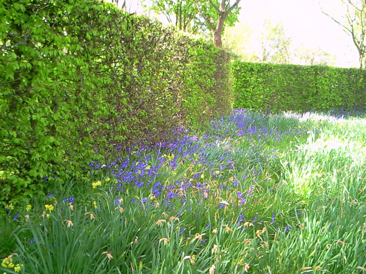 英国の春の花ﾌﾞﾙｰﾍﾞﾙ Bluebell を探しに ﾛﾝﾄﾞﾝ 穴場 ﾀﾀﾞｶﾞｲﾄﾞ写真編 London Photo Guide Blog Nemi