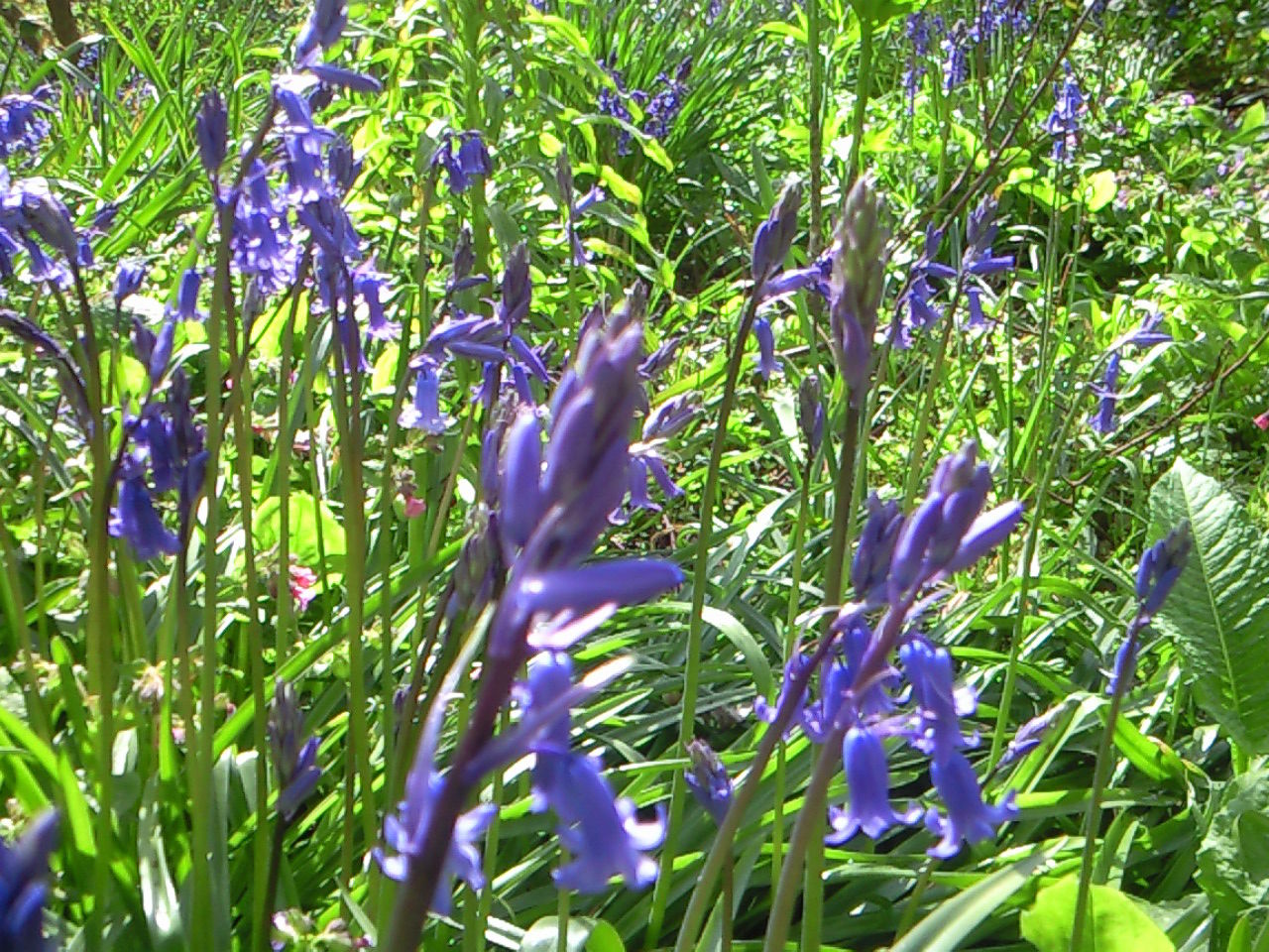 ﾛﾝﾄﾞﾝ近郊の春の花ﾌﾞﾙｰﾍﾞﾙｽﾎﾟｯﾄ Bluebells Near London Londonist ﾛﾝﾄﾞﾝ 穴場 ﾀﾀﾞｶﾞｲﾄﾞ写真編 London Photo Guide Blog Nemi
