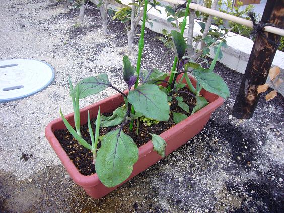 ナスにネギとパセリを寄せ植え 美味しい料理大好き まりこの手帳