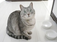 2015-02-06 猫みつめる