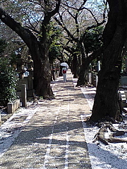 090410桜・とき緒