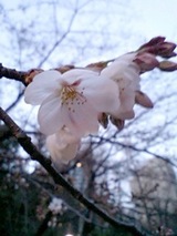 080322桜