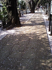090410桜吹雪