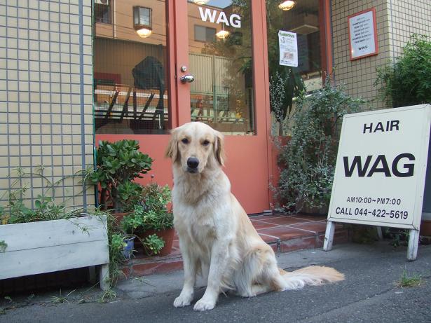 看板犬ココティ Rip Anri S Life