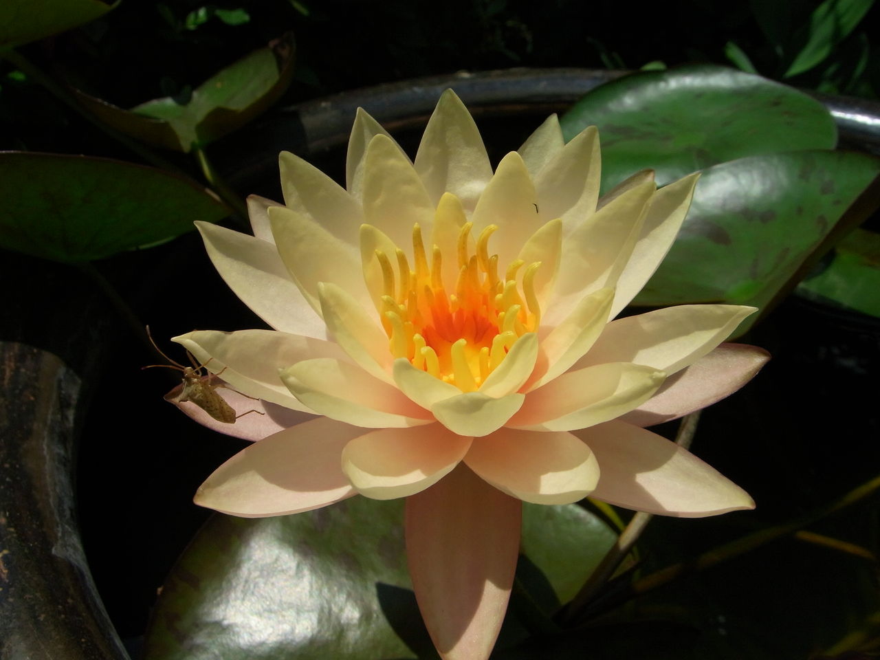 和の花 四斗谷通信