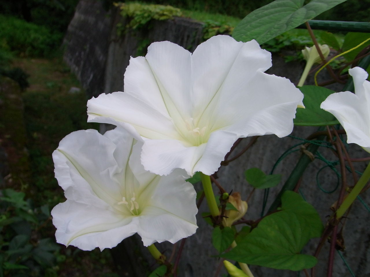 秋の花と虫 四斗谷通信