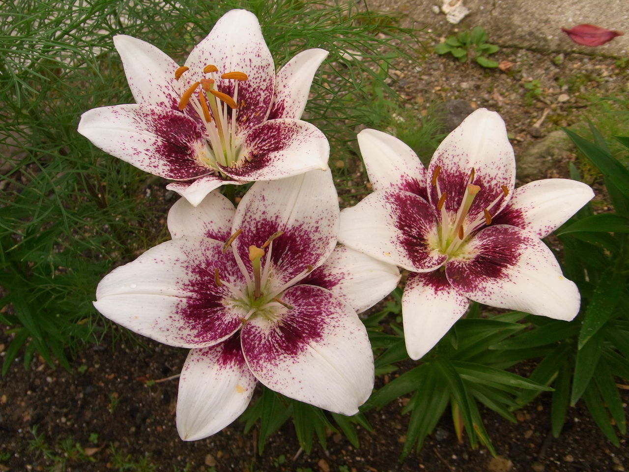 和の花 四斗谷通信