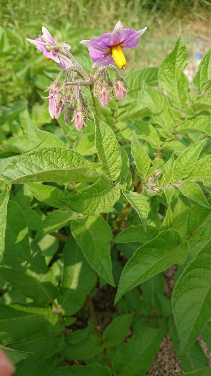 ジャガイモの花が咲きました まりーファーム