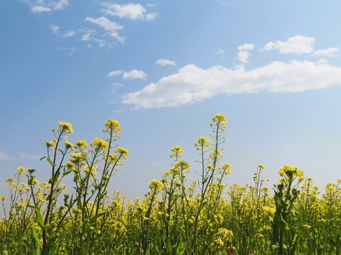 canola-8638923_1280