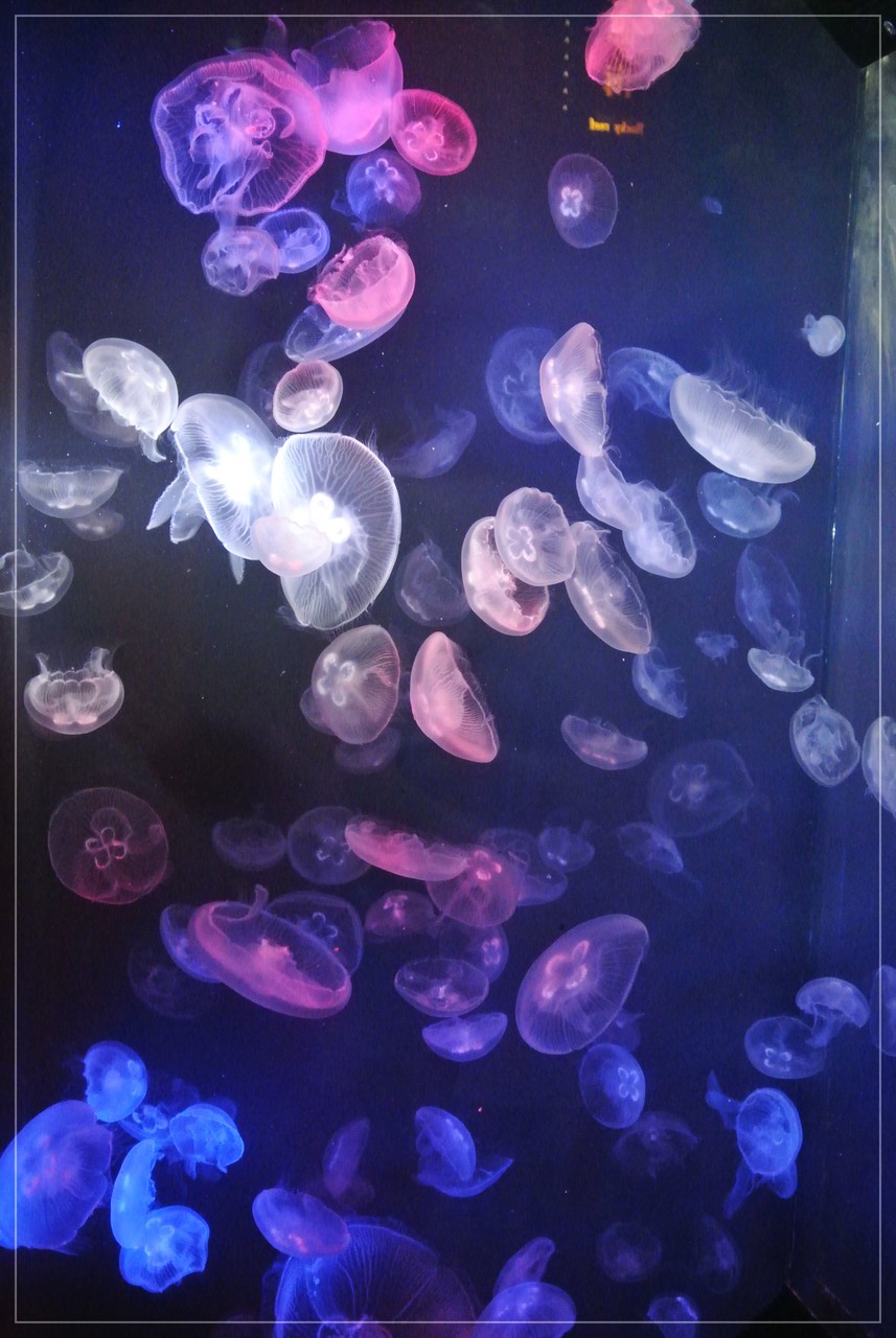 Jaf会員割引有り 東海大学海洋科学博物館にいってきました そらのおうちカフェごはん