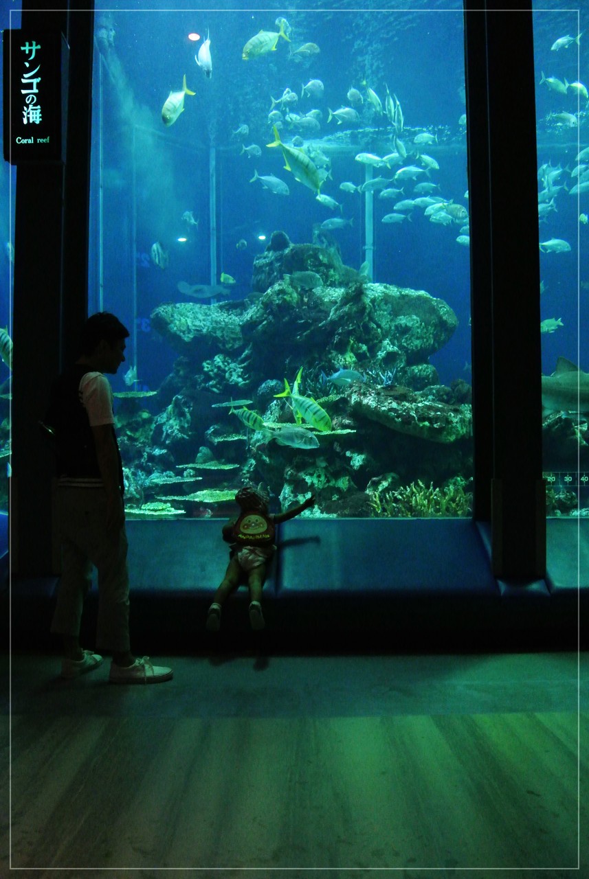 Jaf会員割引有り 東海大学海洋科学博物館にいってきました そらのおうちカフェごはん