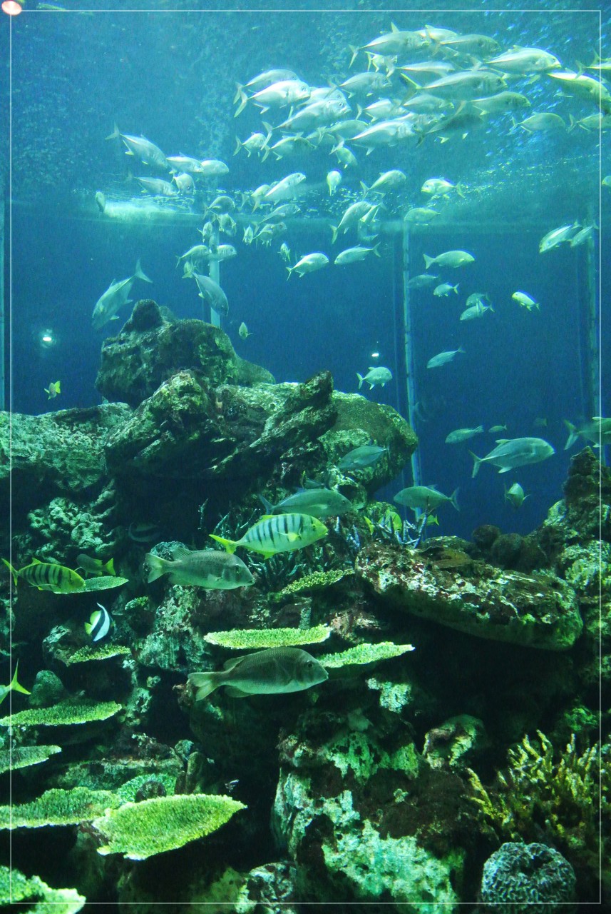 Jaf会員割引有り 東海大学海洋科学博物館にいってきました そらのおうちカフェごはん