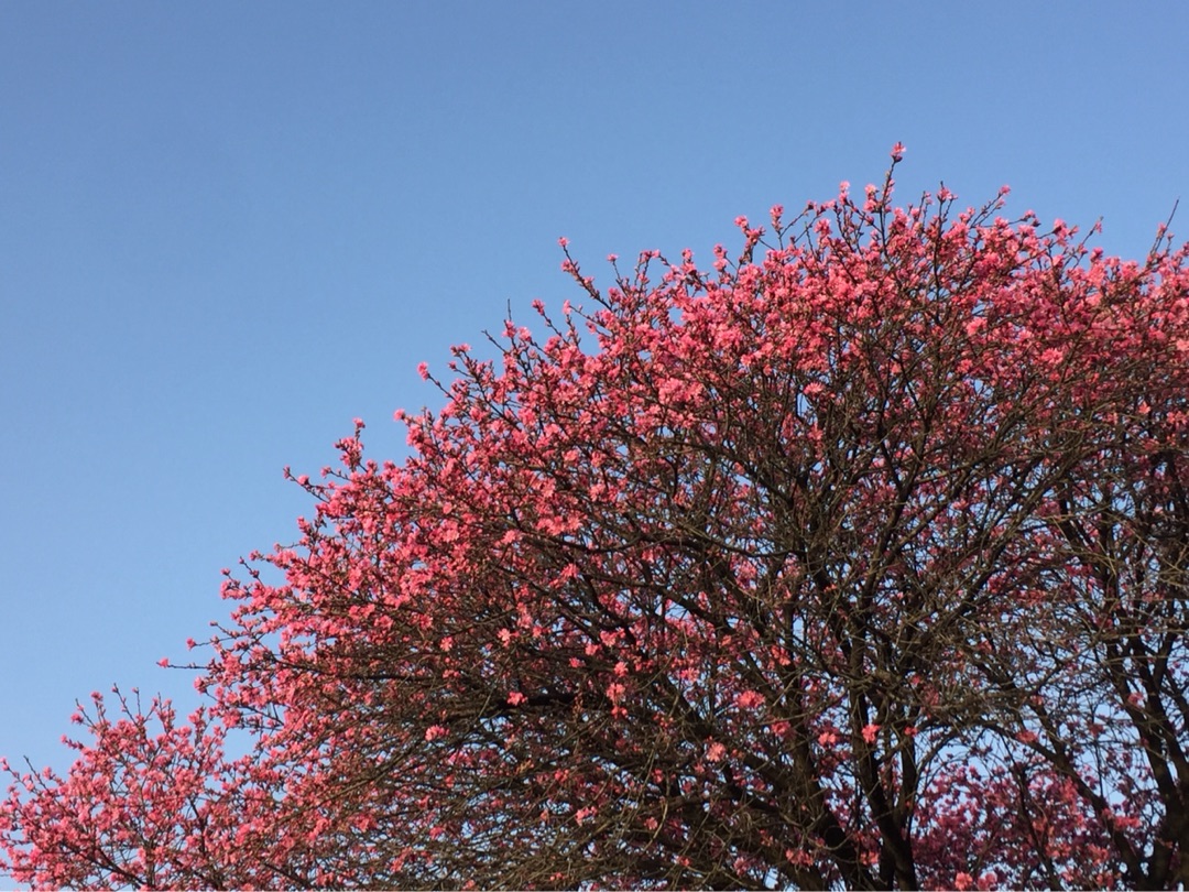 {4780795D-4C6C-493C-9B81-4402408D2D9C}