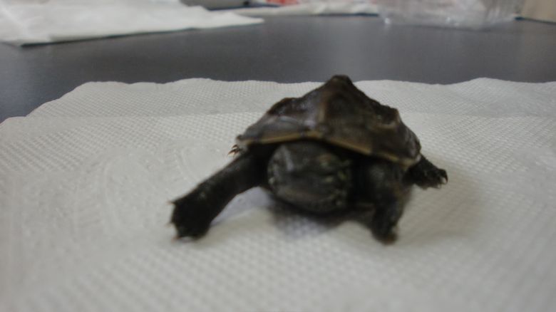ゼニガメの飼育を初めてみた カメ日記