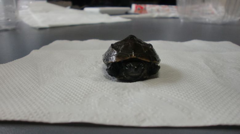 ゼニガメの飼育を初めてみた カメ日記