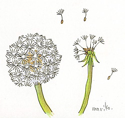 たんぽぽ ほぼ 一日一絵