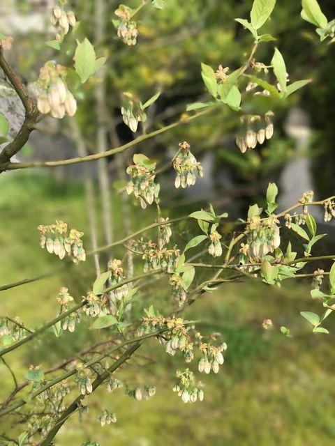 ブルーベリーの花芽 旅する惑星