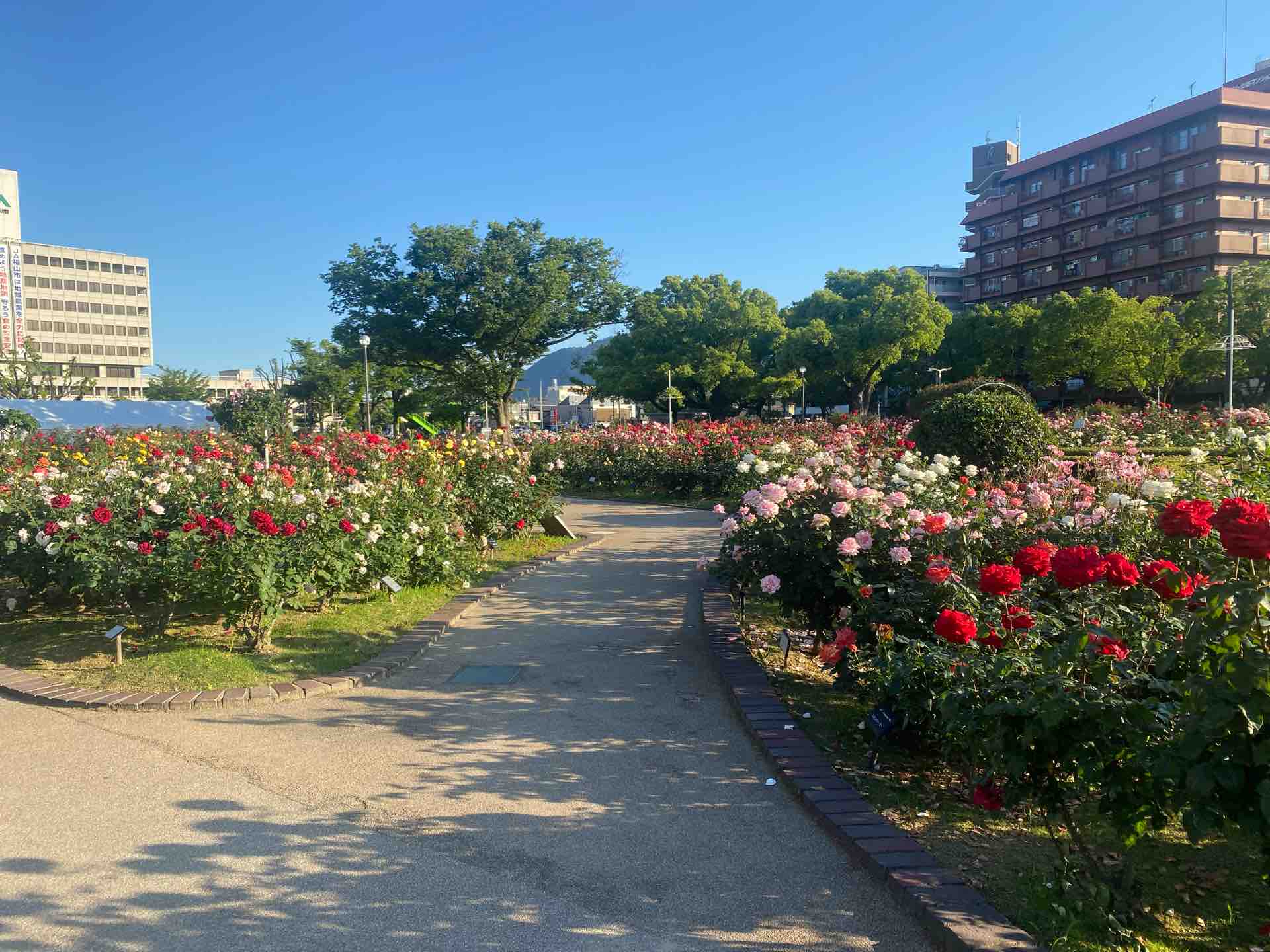 福山ばら公園 旅する惑星