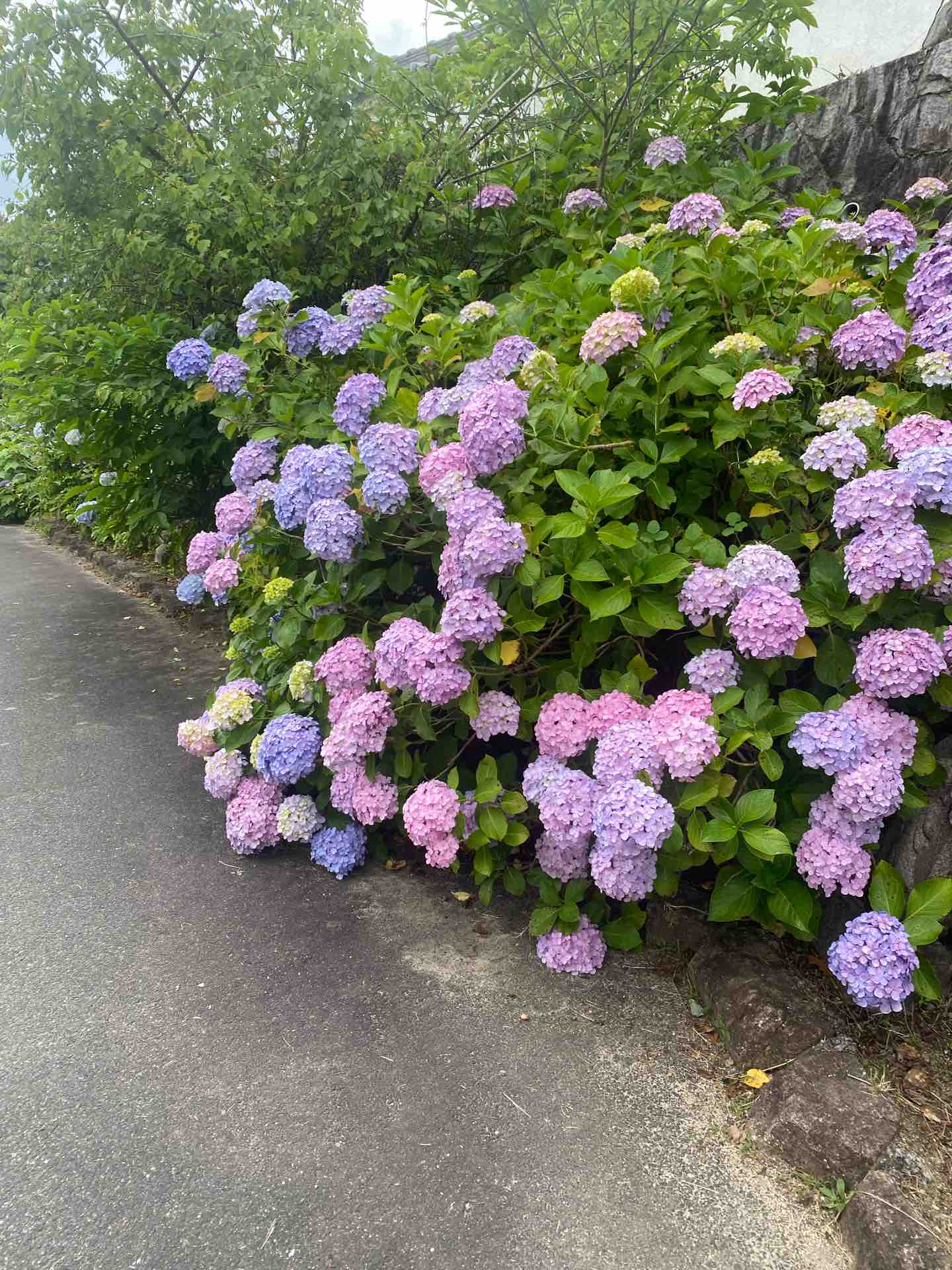 あじさい寺へ 旅する惑星